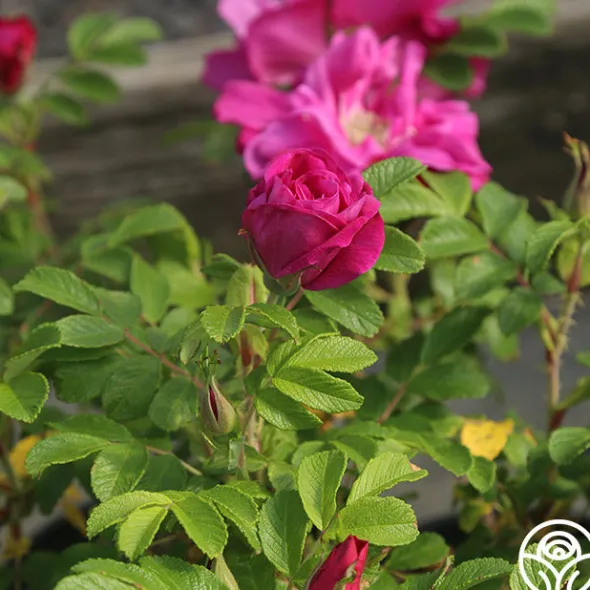 Heirloom Roses Moje Hammarberg Clearance
