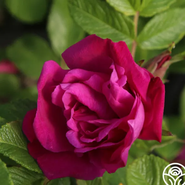 Heirloom Roses Moje Hammarberg Clearance