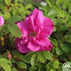 Heirloom Roses Moje Hammarberg Clearance
