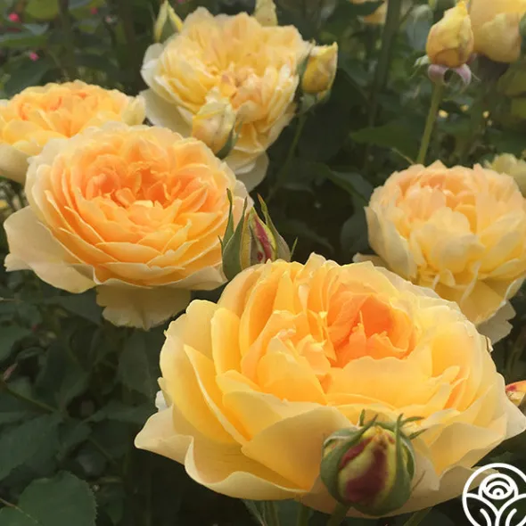 Heirloom Roses Molineux® Best
