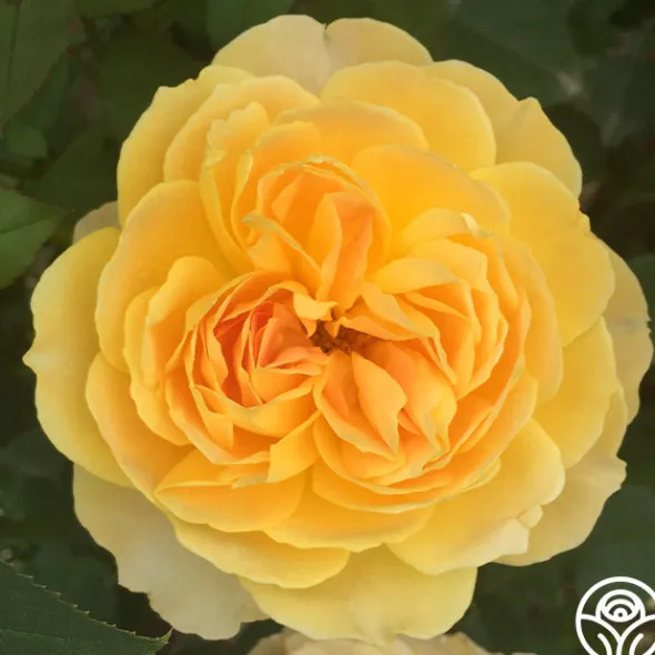 Heirloom Roses Molineux® Best