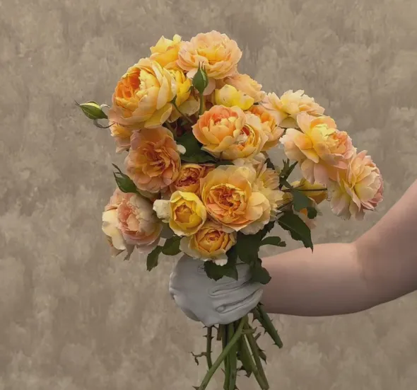 Heirloom Roses Molineux® Best