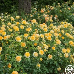 Heirloom Roses Molineux® Best