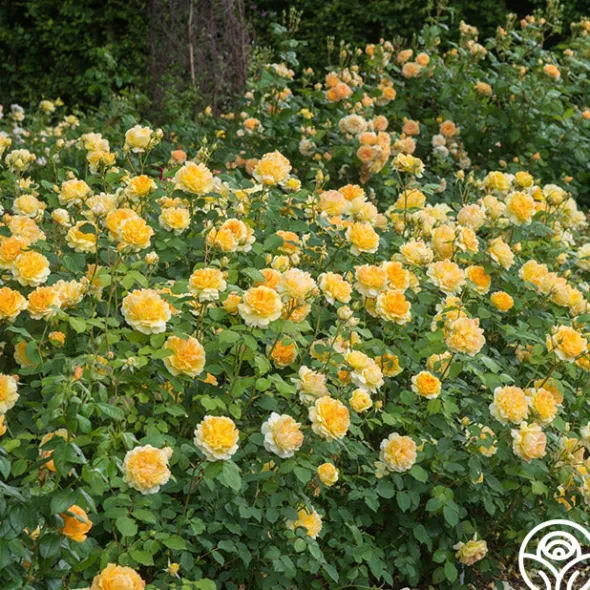Heirloom Roses Molineux® Best