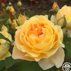 Heirloom Roses Molineux® Best