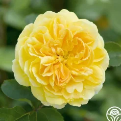 Heirloom Roses Molineux® Best