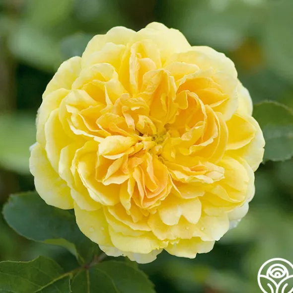Heirloom Roses Molineux® Best