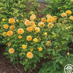 Heirloom Roses Molineux® Best