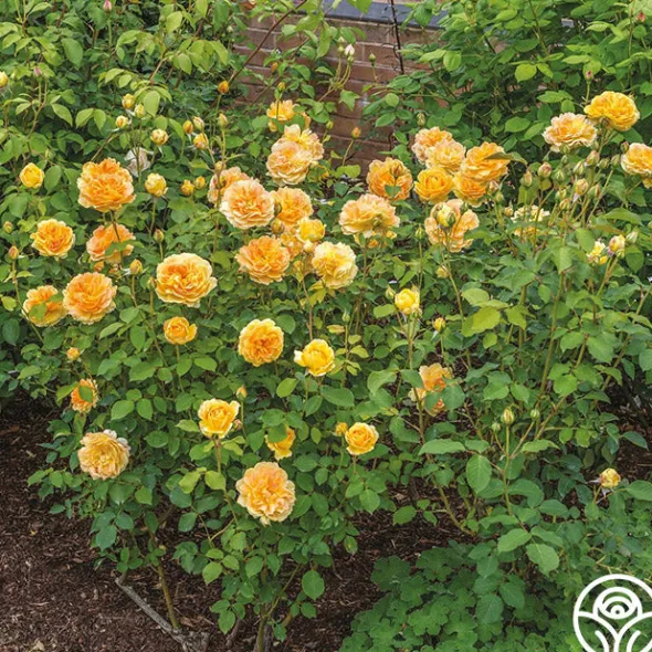 Heirloom Roses Molineux® Best