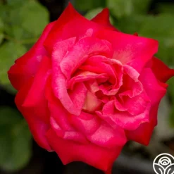 Heirloom Roses Mon Cheri™ Best