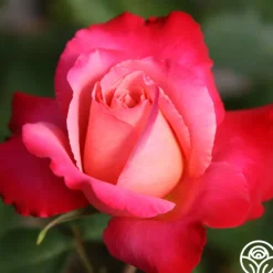 Heirloom Roses Mon Cheri™ Best