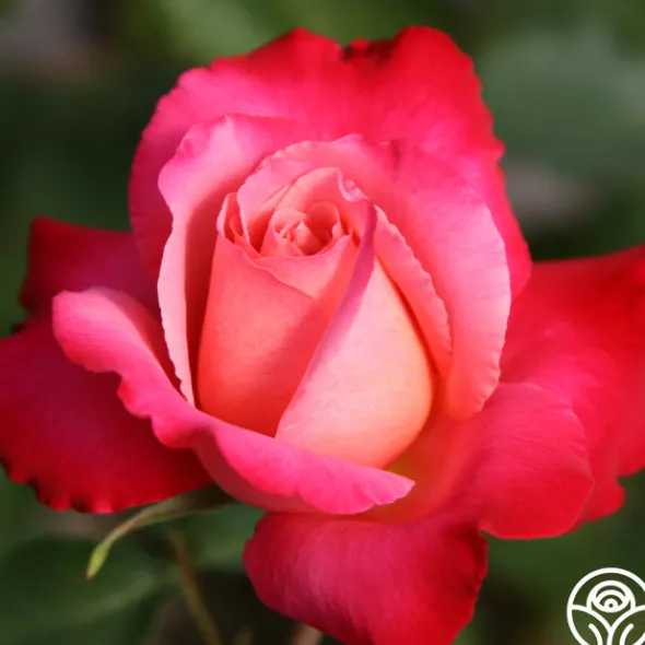 Heirloom Roses Mon Cheri™ Best