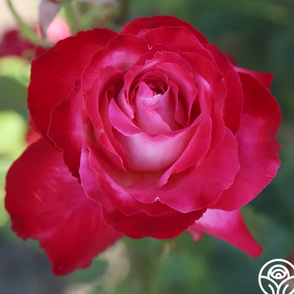 Heirloom Roses Mon Cheri™ Best