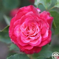 Heirloom Roses Mon Cheri™ Best