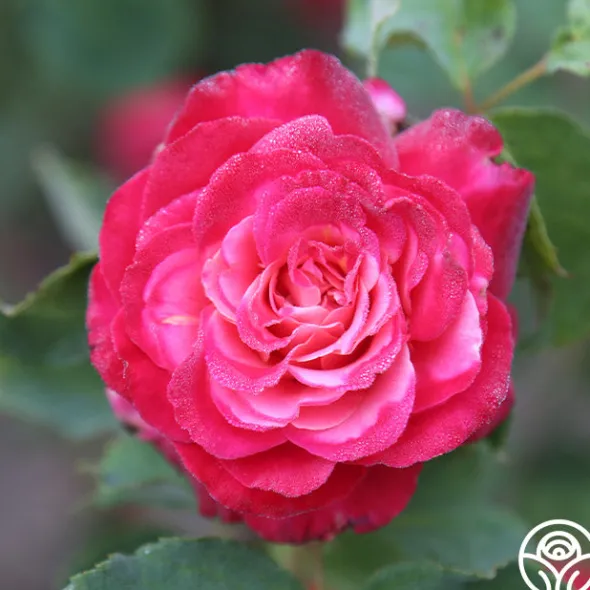 Heirloom Roses Mon Cheri™ Best