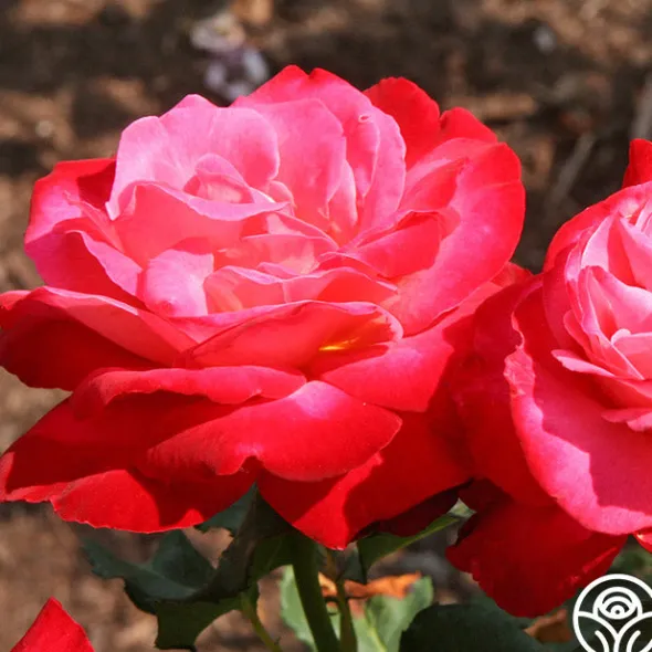 Heirloom Roses Mon Cheri™ Best