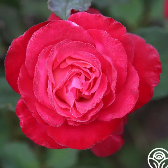 Heirloom Roses Mon Cheri™ Best