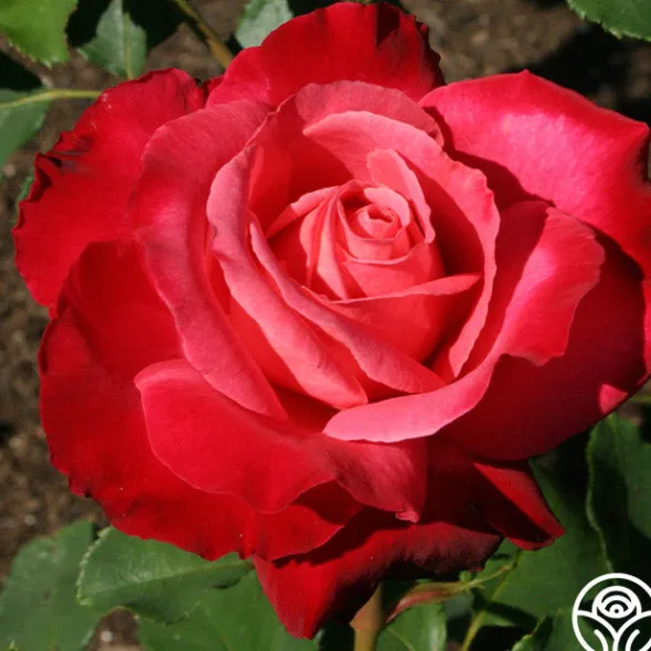 Heirloom Roses Mon Cheri™ Best