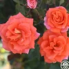 Heirloom Roses Monica® Best
