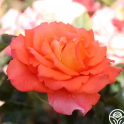 Heirloom Roses Monica® Best