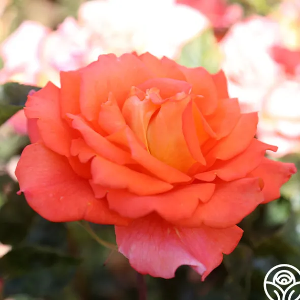 Heirloom Roses Monica® Best