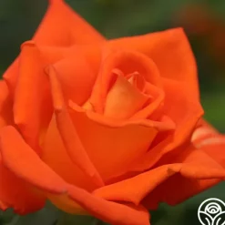 Heirloom Roses Monica® Best