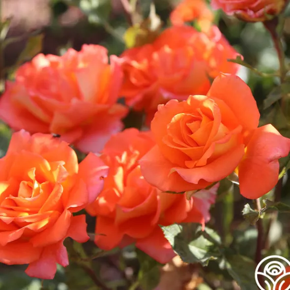 Heirloom Roses Monica® Best