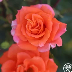 Heirloom Roses Monica® Best