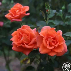Heirloom Roses Monica® Best