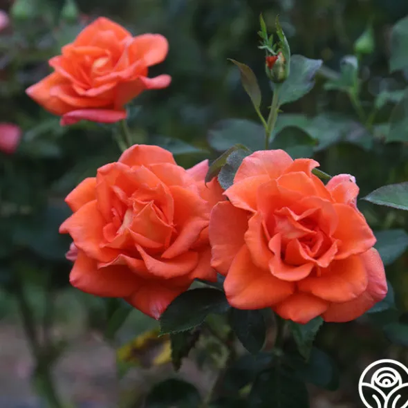 Heirloom Roses Monica® Best