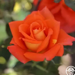 Heirloom Roses Monica® Best