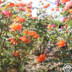 Heirloom Roses Monica® Best