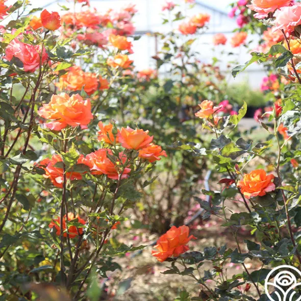Heirloom Roses Monica® Best