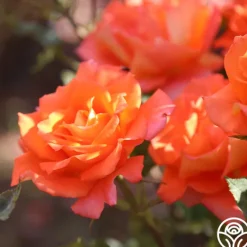 Heirloom Roses Monica® Best