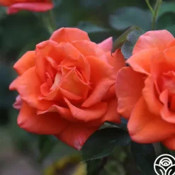 Heirloom Roses Monica® Best
