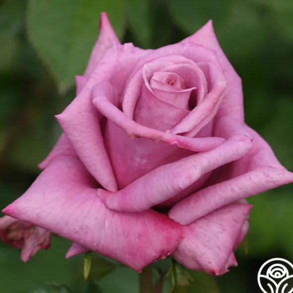 Heirloom Roses Moon Shadow™ Sale