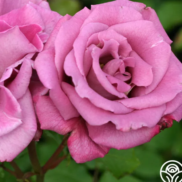 Heirloom Roses Moon Shadow™ Sale