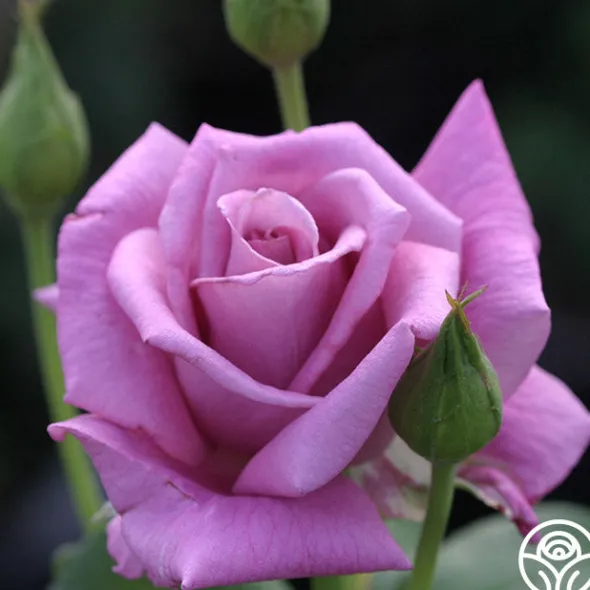 Heirloom Roses Moon Shadow™ Sale