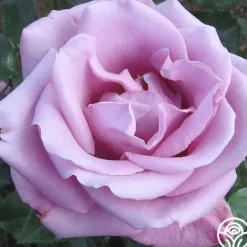 Heirloom Roses Moon Shadow™ Sale
