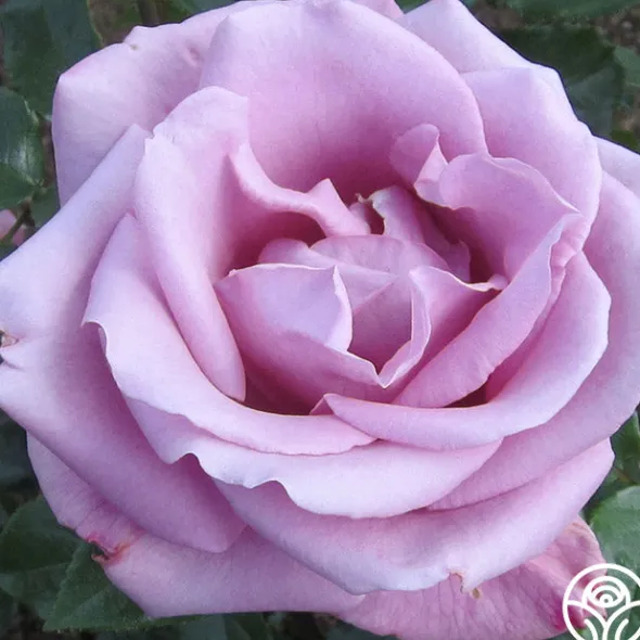 Heirloom Roses Moon Shadow™ Sale
