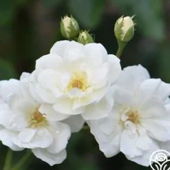 Heirloom Roses Moonlight Online