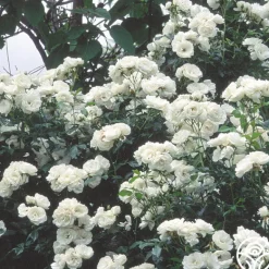 Heirloom Roses Moonlight Online