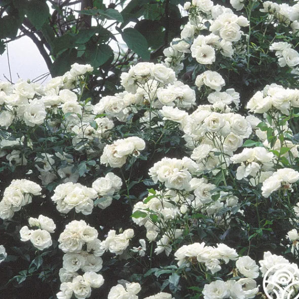 Heirloom Roses Moonlight Online