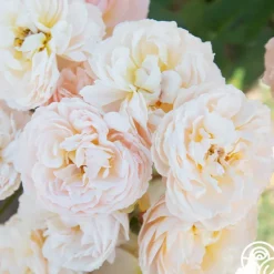 Heirloom Roses Moonlight in Paris™ Discount