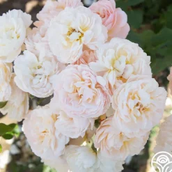 Heirloom Roses Moonlight in Paris™ Discount