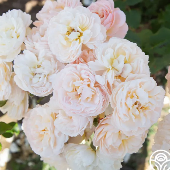 Heirloom Roses Moonlight in Paris™ Discount