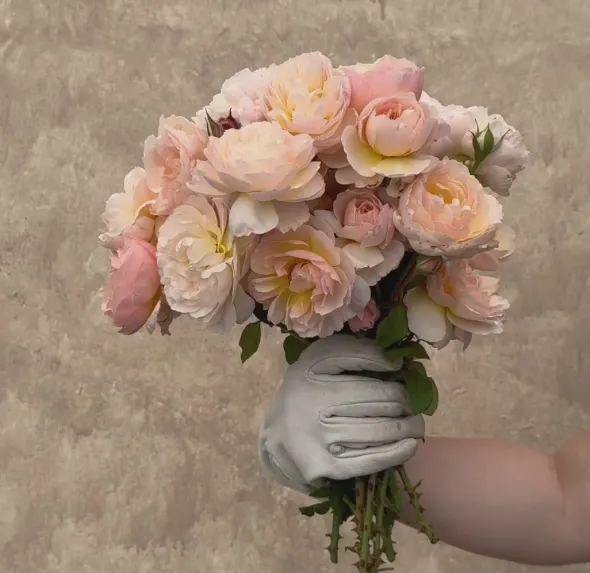 Heirloom Roses Moonlight in Paris™ Discount