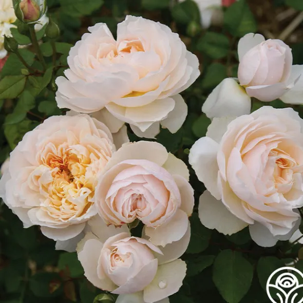 Heirloom Roses Moonlight in Paris™ Discount