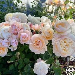 Heirloom Roses Moonlight in Paris™ Discount