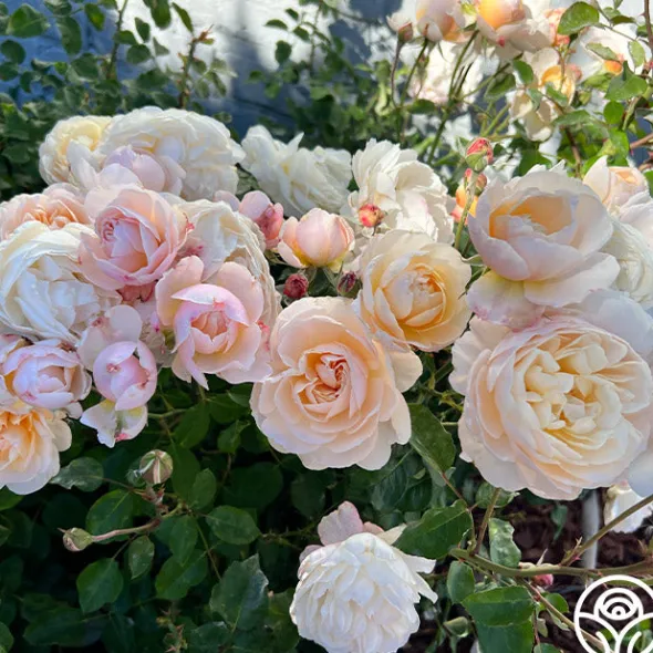 Heirloom Roses Moonlight in Paris™ Discount